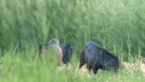 a group of javelinas (pecar tejacu) foreging in grass 2016