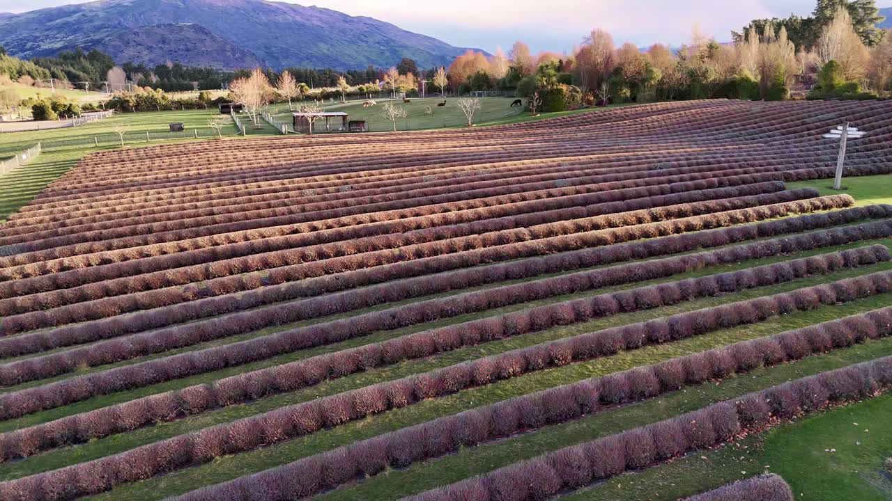 Drone flight over a Lavander Farm on New Zealands South Island during sunset