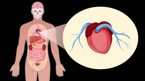 a digital animation transitions from a full-body anatomical diagram to a close-up of the human heart, using smooth zoom and highlight effects on a black background