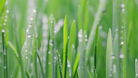 green grass close-up super macro shooting.