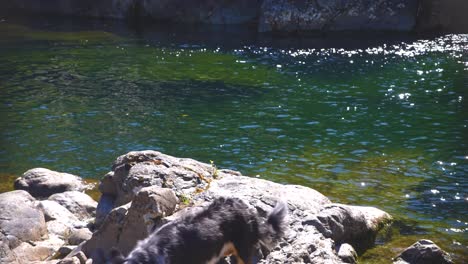 dog laying on rocks in front of a waterfall - vancouver island, british columbia, canada