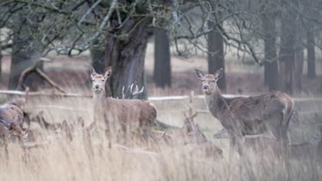 static shot of couple of deer looking into the camera