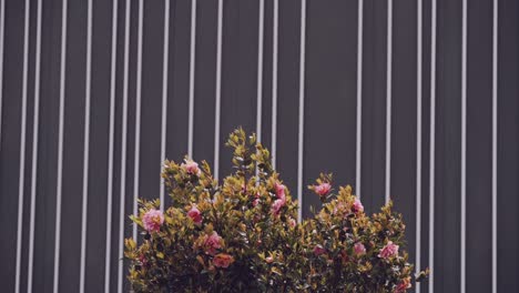 Blooming-pink-azaleas-against-a-modern-striped-grey-wall,-nature-meets-design