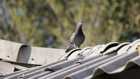 a pigeon walks across roof tiles, possibly exploring.