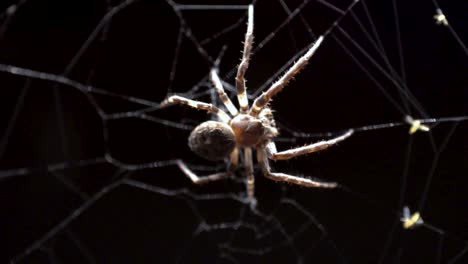 alors que la mouche tentait de s'échapper de la toile, une grande araignée orbe s'est retournée et l'a attrapée, a laissé tomber la mouche après l'avoir grignotée