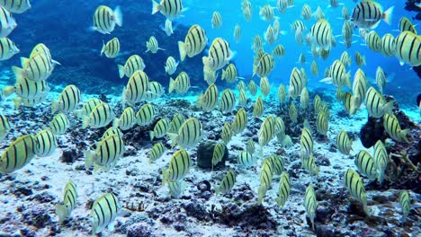 large school of convict tangs swimming in crystal clear water - underwater shot