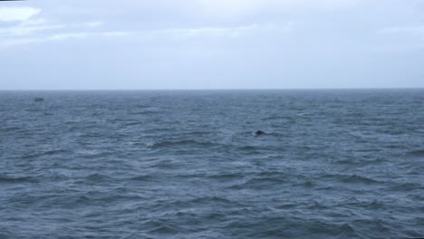 Ballena-Arrastrando-Su-Cola-Bajo-El-Agua-En-El-Océano-Atlántico-Cerca-De-Islandia