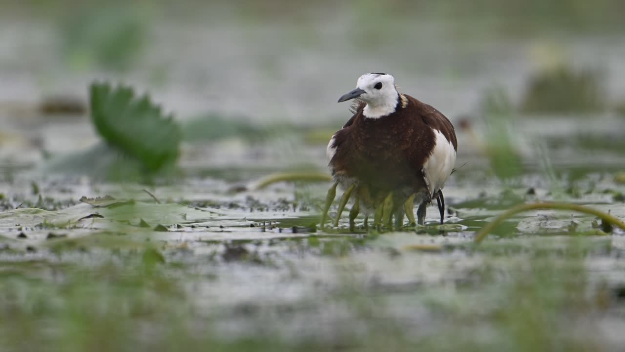 Jacana dalla coda di fagiano che nasconde i pulcini sotto le sue ali per salvarli dalla pioggia.