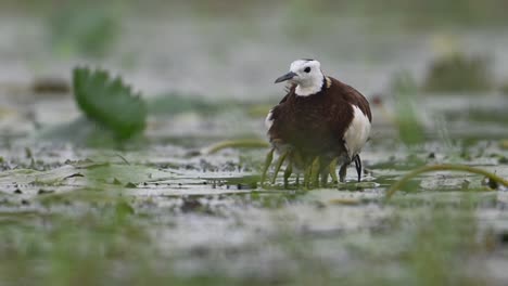 pheasant tailed jacana hiding chicks under her wings to save them from rain
