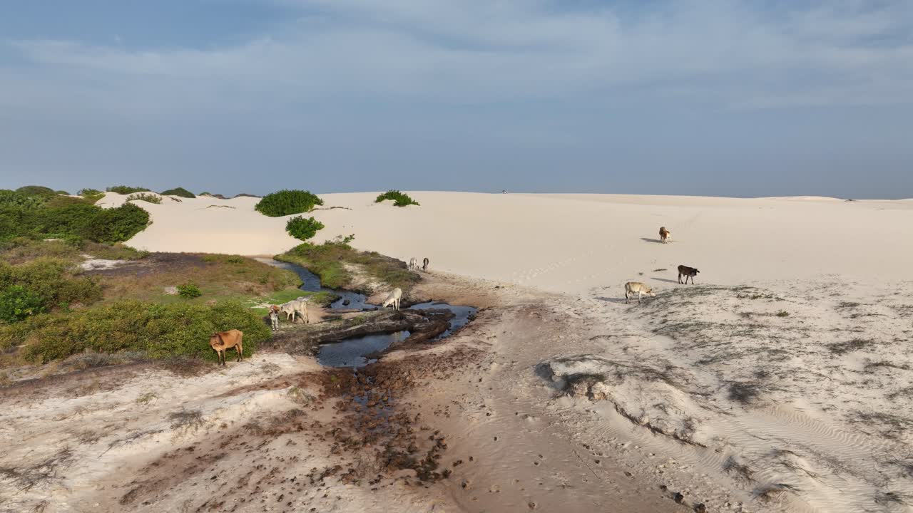 Free-Roaming Cows by Oasis in Lencois Maranhenses National Park AERIAL