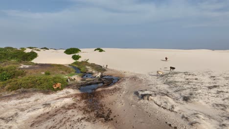free-roaming cows by oasis in lencois maranhenses national park aerial