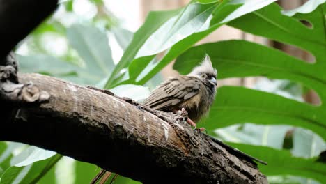 Nahaufnahme-Eines-Gesprenkelten-Mausvogels-Auf-Einem-Ast,-Der-Sich-Umschaut