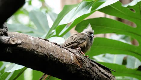 primer plano de mousebird moteado en rama mirando alrededor