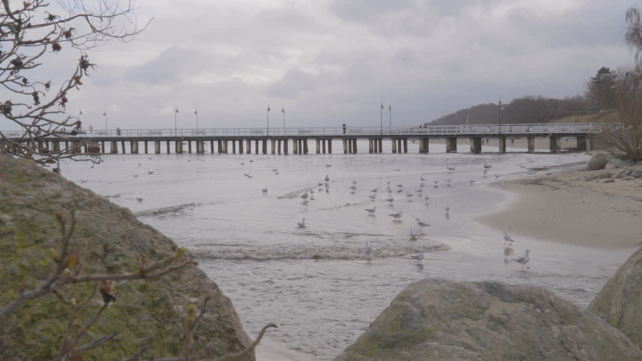 흐린 날 폴란드 그디니아의 해변에서 갈매기의 흑백 사진