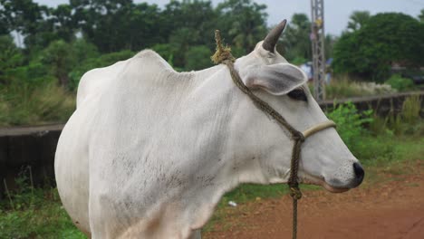 cow is a domesticated animal in hinduism in india cow is considered as a deity