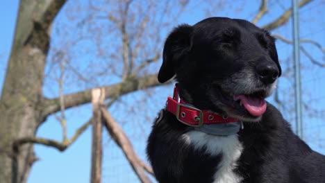 un perro sentado en la naturaleza observando su entorno con la lengua fuera