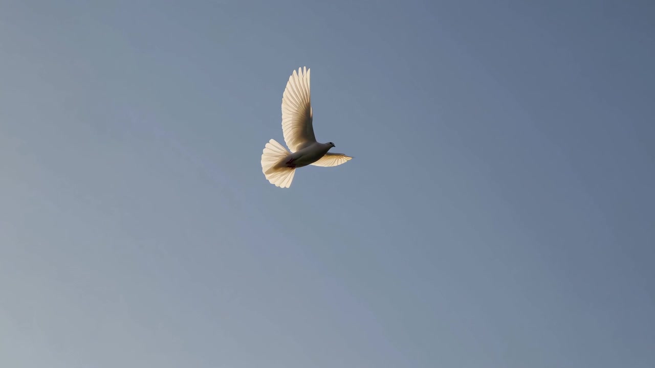 澄み切った青空を飛ぶ白い鳩