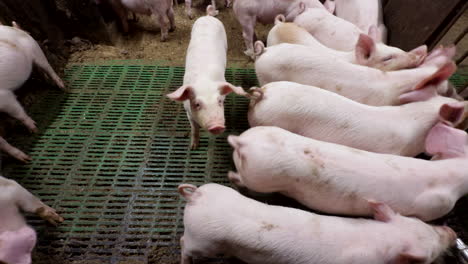 curious white pigs on a farm for meat production