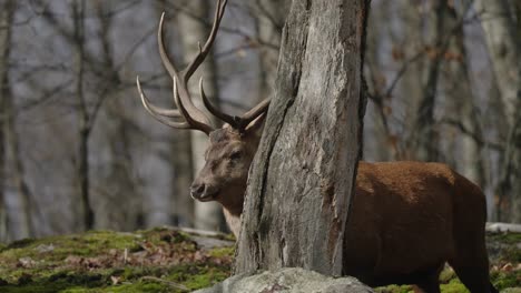 Male-Red-Deer-In-Forest-Looking-At-The-Distance---Parc-Omega---Safari-Park-In-Quebec,-Canada