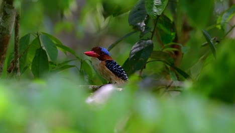 Un-Martín-Pescador-De-árboles-Y-Una-De-Las-Aves-Más-Hermosas-Que-Se-Encuentran-En-Tailandia-Dentro-De-Las-Selvas-Tropicales