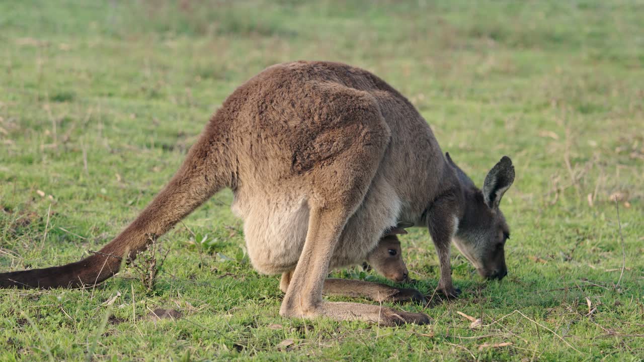 Mother Kangaroo and Joey in a Grassland