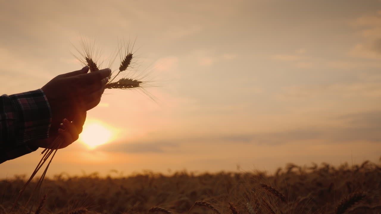 manos de granjero con espigas de trigo al atardecer