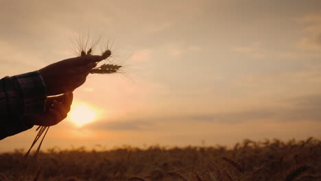 farmer hands with wheat ears at sunset