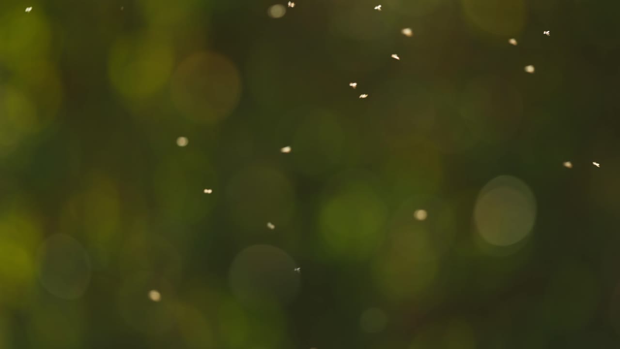 Slomo of swarm of small bugs flying in sunlight with blurry background