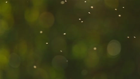 slomo of swarm of small bugs flying in sunlight with blurry background