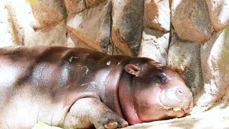 baby hippo sleeping in zoo