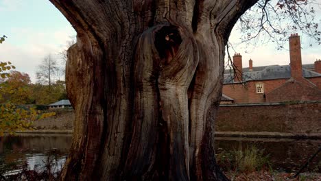 tilt shot of very old 500 year old english oak tree