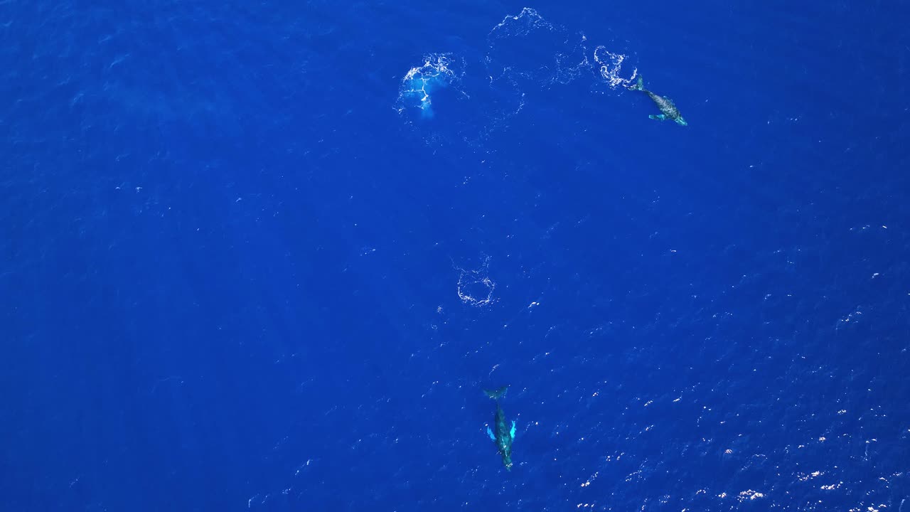 멀리 헤엄치는 혹등고래의 공중