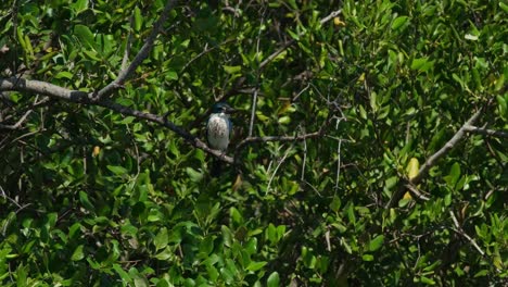 Seen-deep-in-the-foliage-of-a-mangrove-tree-moving-with-a-lot-of-wind,-Collared-Kingfisher-Todiramphus-chloris,-Thailand