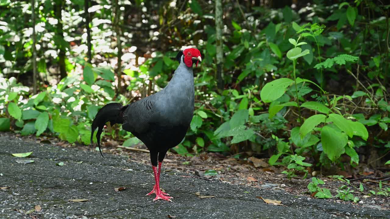 lophura diardi, estación de investigación ambiental sakaerat, meseta de khorat, tailandia, lophura diardi, lophura diardi, tailandia, visto al costado de la carretera en lo profundo del bosque mirando hacia la derecha mientras mira