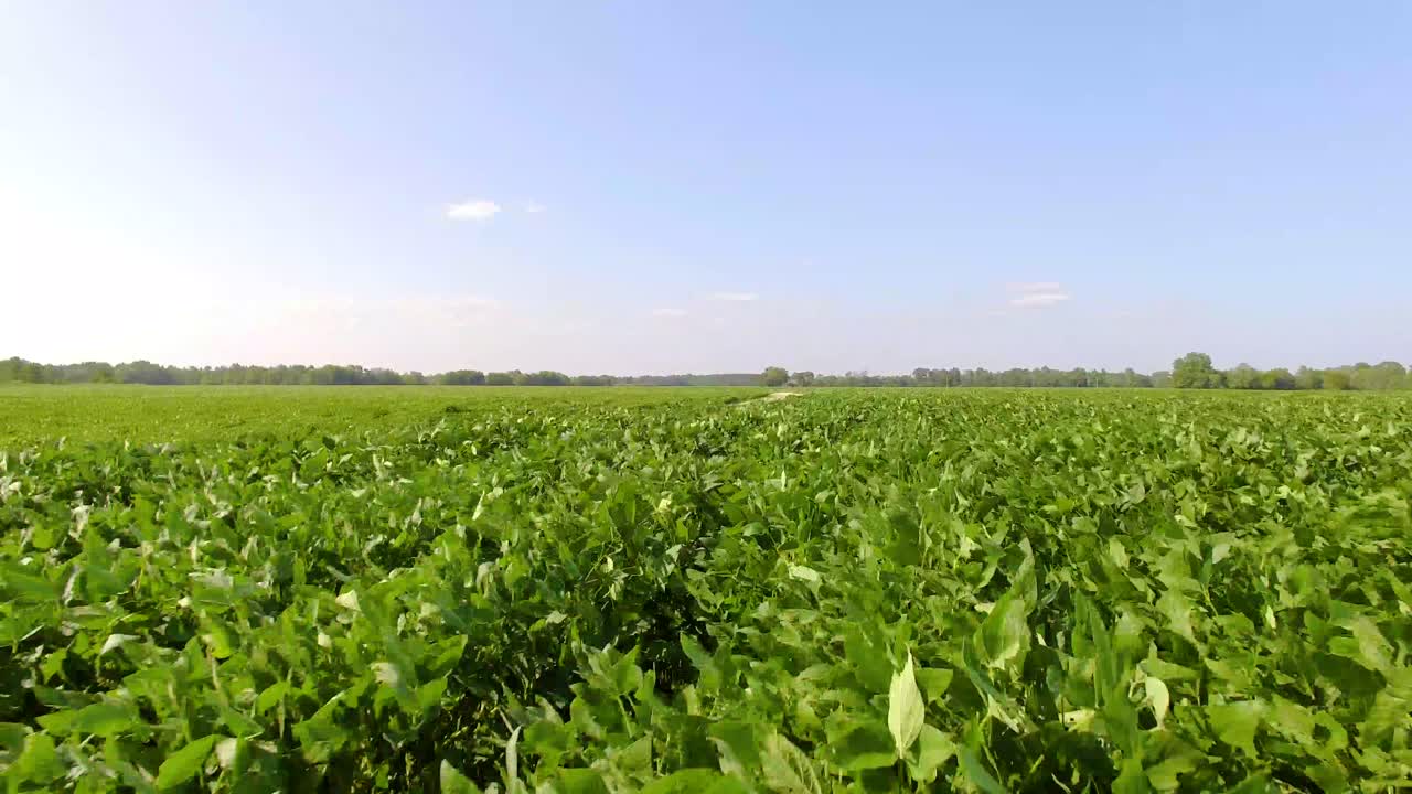 Drone flying over field of soybeans with a dirt road through the middle.