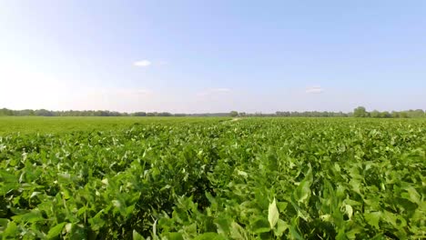 drone flying over field of soybeans with a dirt road through the middle.