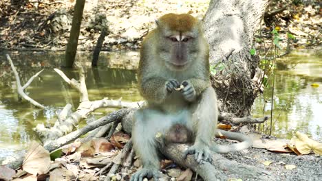 wild monkey sitting under tree eating peanut