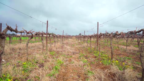 walking through an empty vineyard after harvest, in south of france on a cloudy day, end of wine harvest season