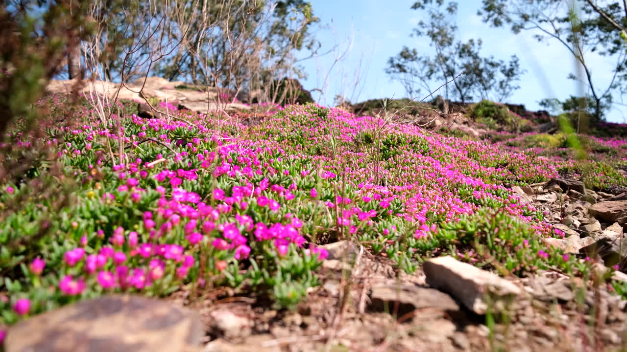 Hardy iceplant delosperma in pink carpet growing in rocky terrain