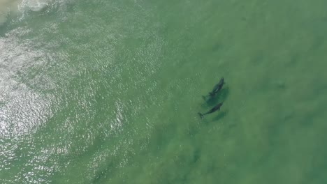 pod of dolphins swimming and playing in gentle rolling waves in australia
