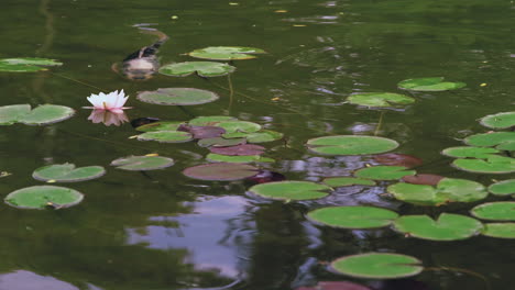 Movimientos-Serenos-De-Peces-Koi-En-Un-Estanque-Zen-Japonés