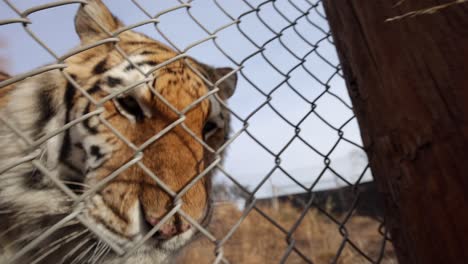 Tiger-Läuft-Mit-Kamera-Zeitlupe-Am-Zaun-Eines-Wildreservats-Entlang