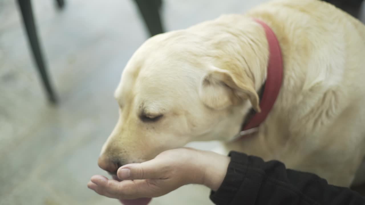 perro lamiendo una mano, amor labrador