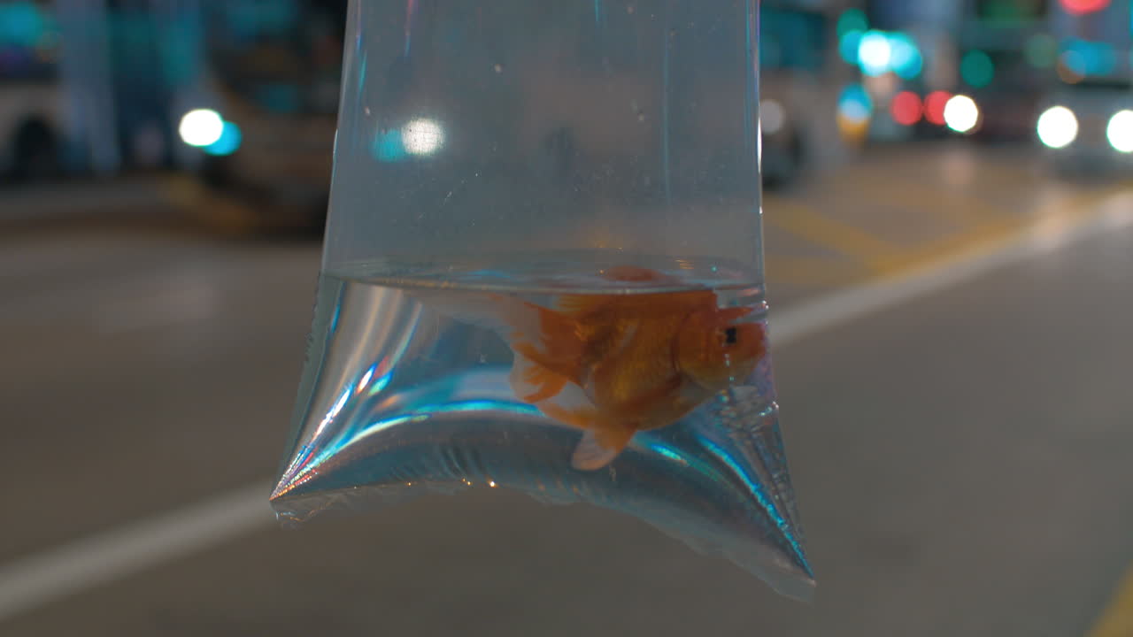 vista de cerca del paquete de plástico con peces dorados en el fondo del paisaje urbano