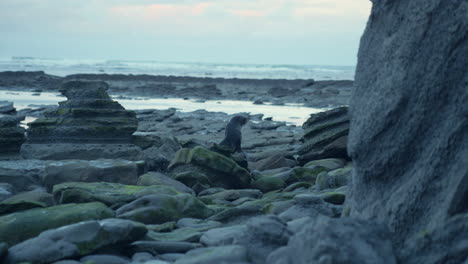 Un-Plano-Largo-Y-Sereno-Que-Captura-La-Mirada-Curiosa-De-Una-Foca-Mientras-Mira-Hacia-Arriba,-Revelando-Una-Conexión-Tranquila-Con-La-Naturaleza.