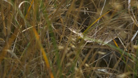 Trapping-spider-web-covered-with-morning-dew,-placed-in-meadow-between-stalks,-misty-day-on-an-autumn-meadow,-closeup-shot-moving-slowly-in-a-calm-wind