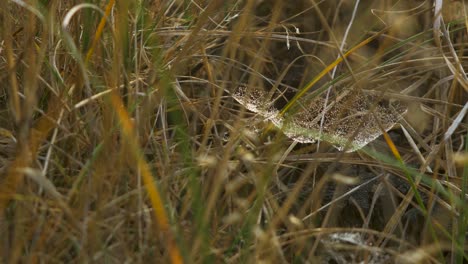 telaraña atrapada cubierta de rocío matutino, colocada en un prado entre tallos, día brumoso en un prado de otoño, tiro cerrado moviéndose lentamente en un viento tranquilo