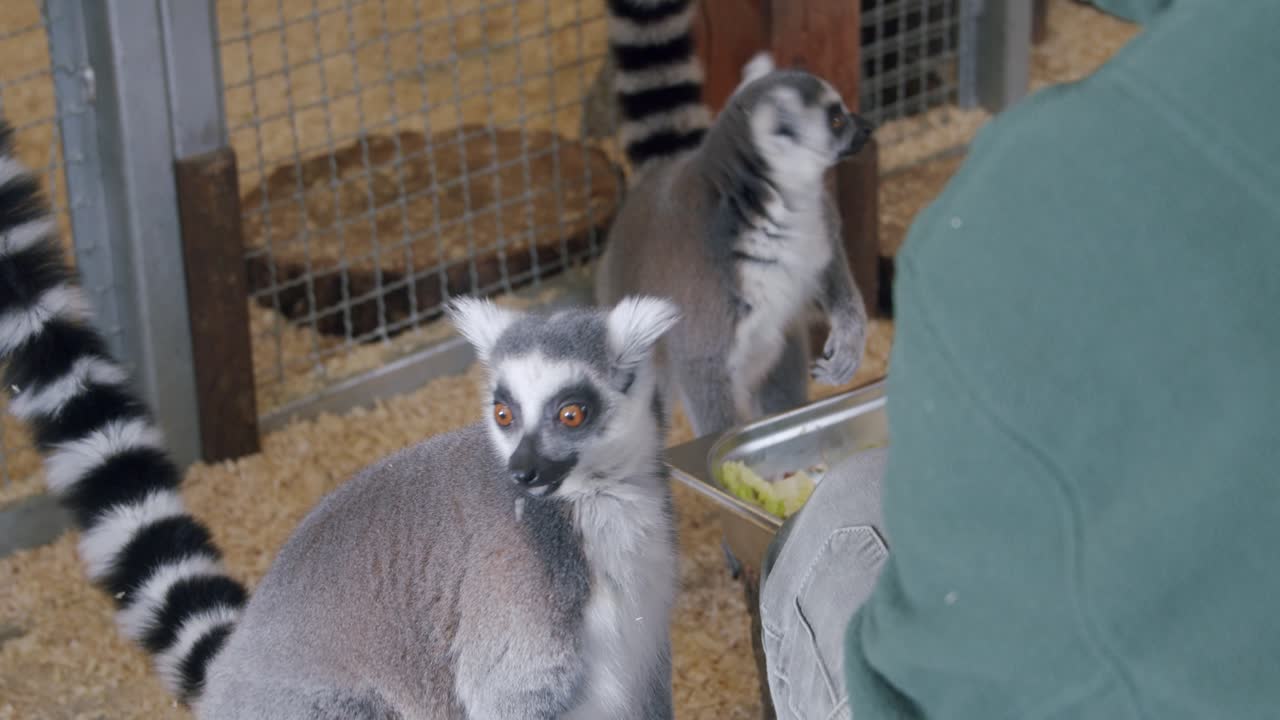 Cute Lemur petting in ZOO by a woman