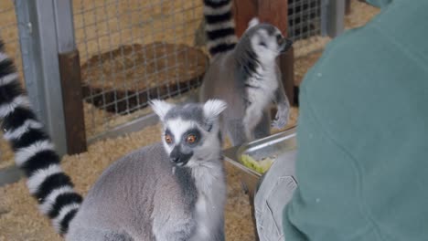 cute lemur petting in zoo by a woman