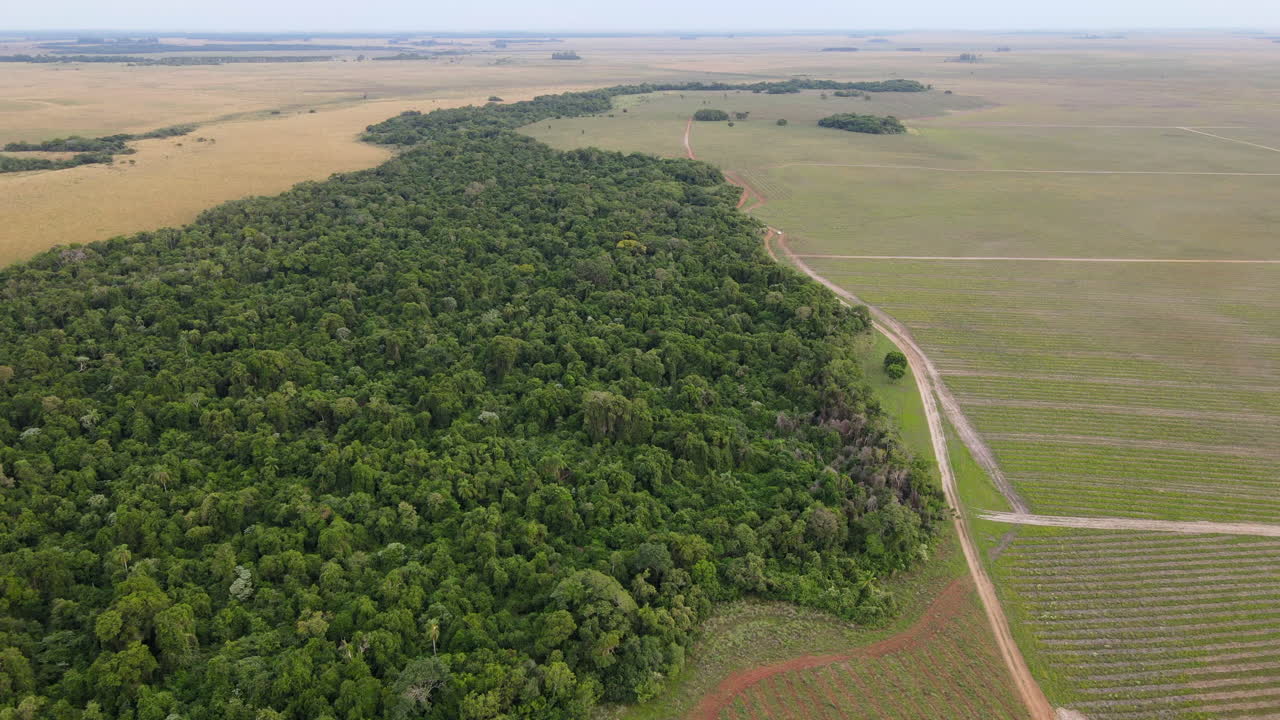 vista aerea della giungla nativa divisa da un allevamento di bestiame e da un campo di riforestazione verde, che illustra la coesistenza della natura e delle pratiche sostenibili